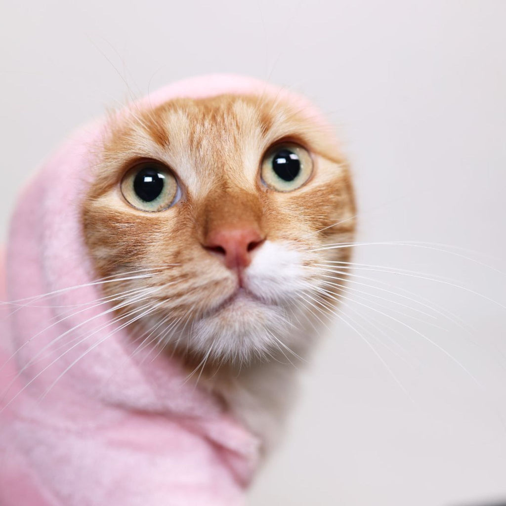 Cozy Pets - CozyOnCozy